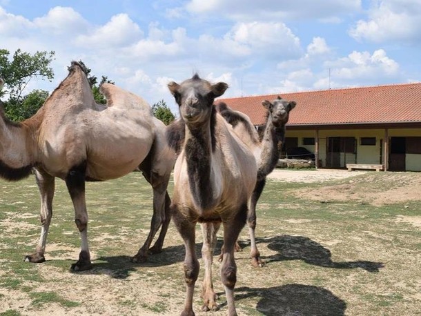 Zoo Vyškov